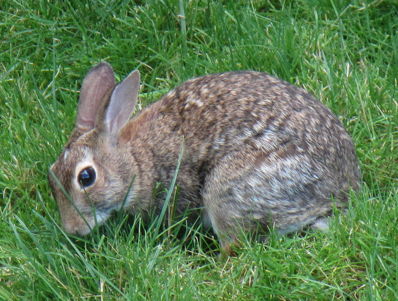 rabbit-mill-2176.jpg