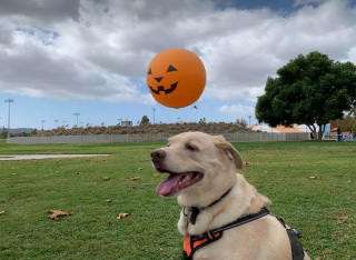 Hoku at the park.PNG