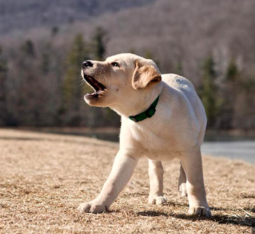 bessie barking at somitomi.PNG