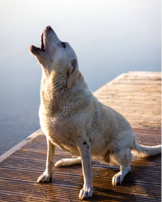 bessie howling for EGW.PNG