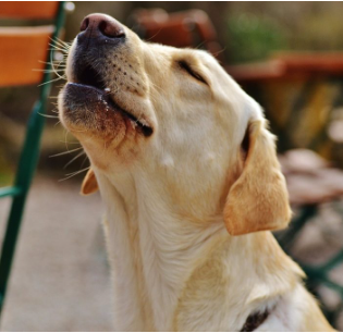 bessie howling for Makhaira.PNG