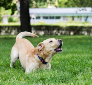 bessie barking at Maven.PNG