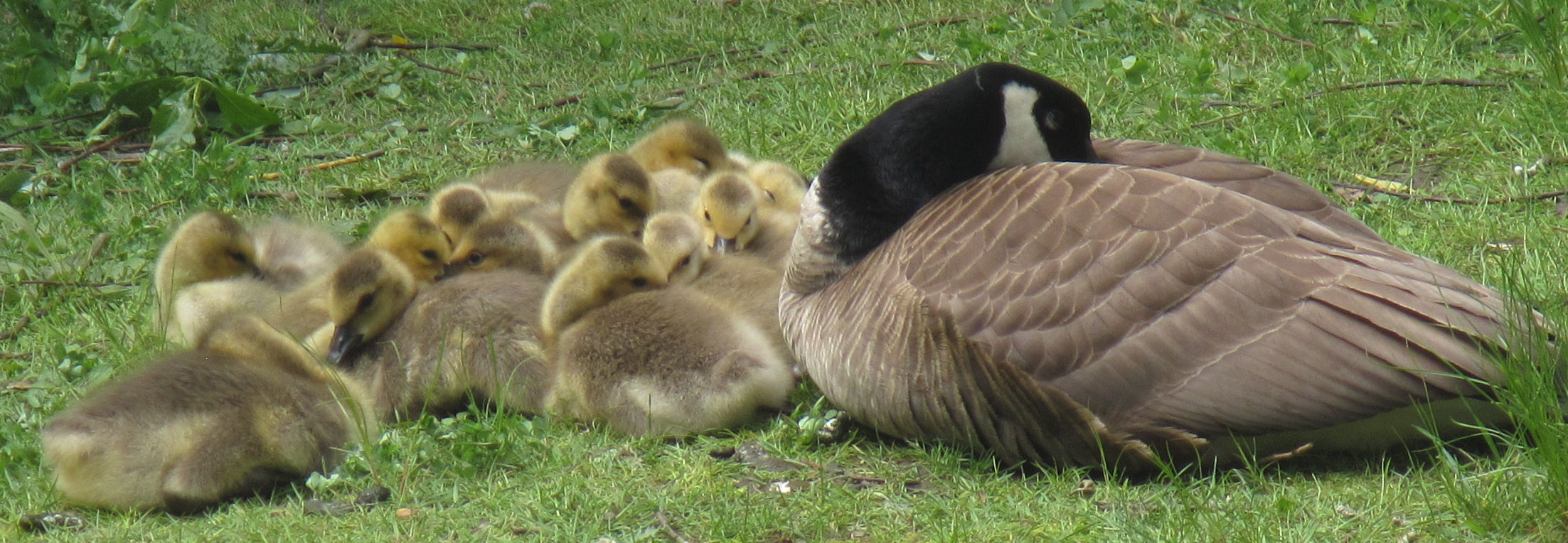 baby-geese-2024.jpg