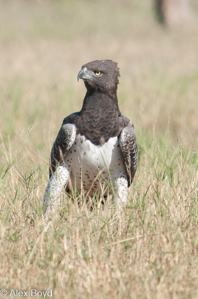 africa_bird_04.jpg