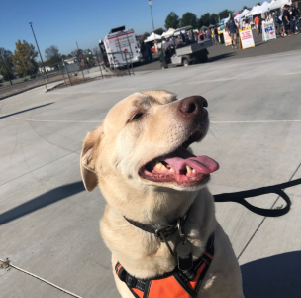 hoku at farmers market.PNG