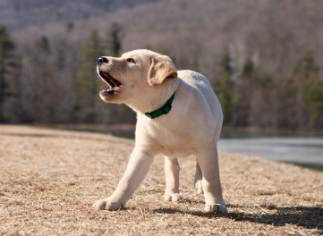 bessie growling at somitomi.png