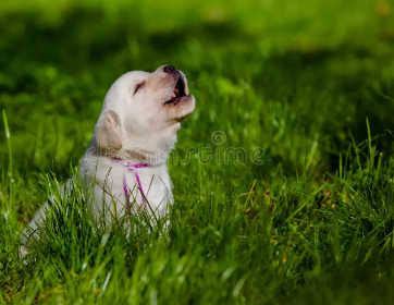 bessie howling for JC.png