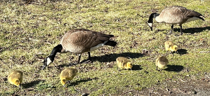 baby-geese-2025-1.jpg