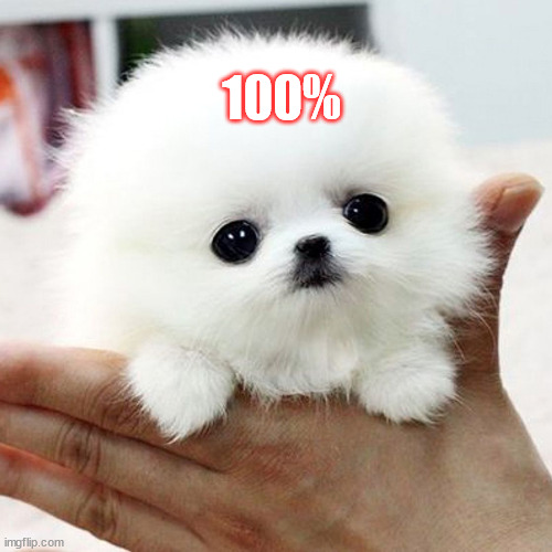 100 puppy.jpg